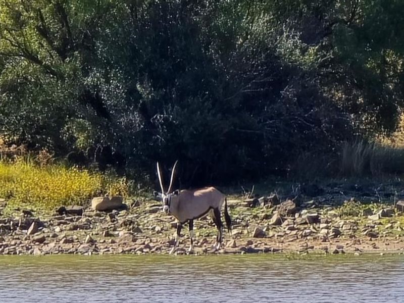 920 Ha Game Farm in the Southern Free State - Photo 10