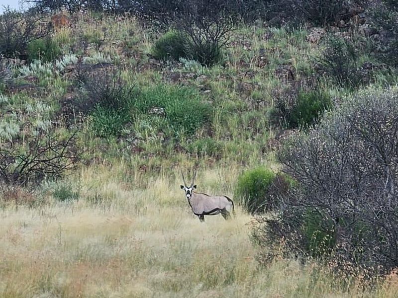 920 Ha Game Farm in the Southern Free State - Photo 8