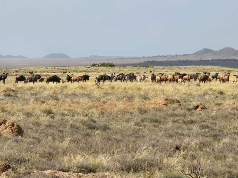 920 Ha Game Farm in the Southern Free State - Photo 7