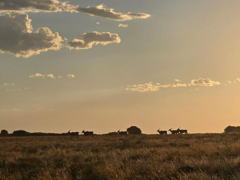 920 Ha Game Farm in the Southern Free State - Photo 5