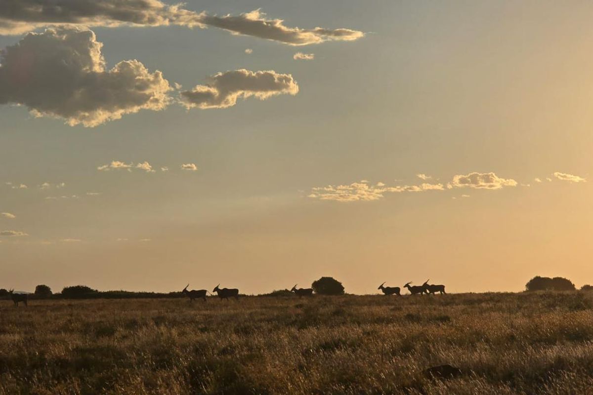 920 Ha Game Farm in the Southern Free State - Photo 5