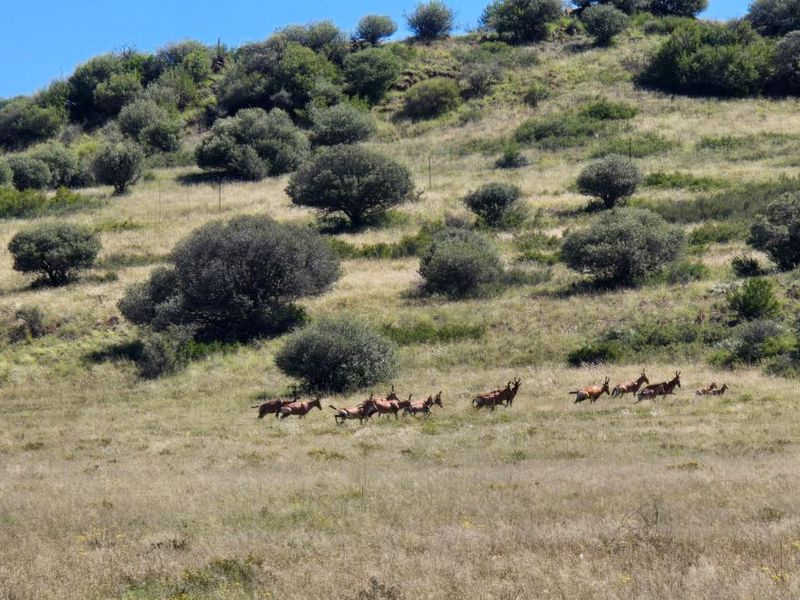 920 Ha Game Farm in the Southern Free State - Photo 6