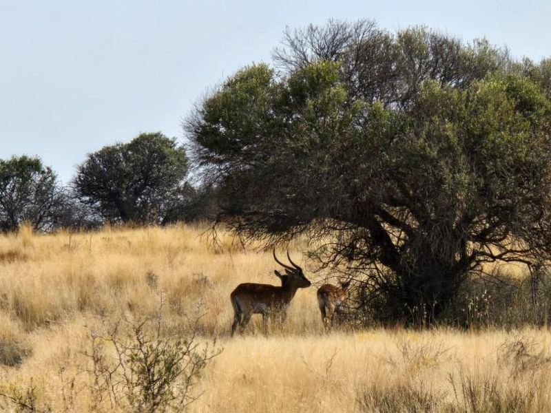 920 Ha Game Farm in the Southern Free State - Photo 4