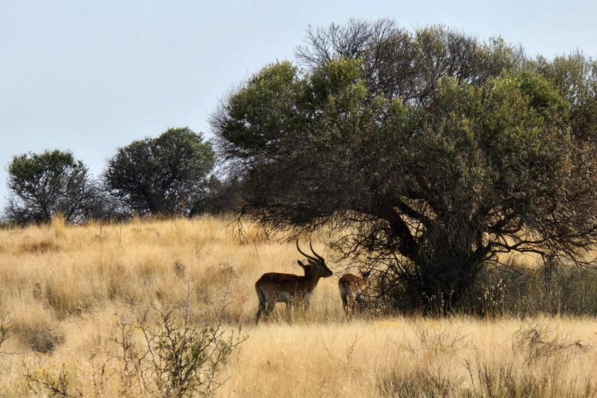 920 Ha Game Farm in the Southern Free State - Photo 4