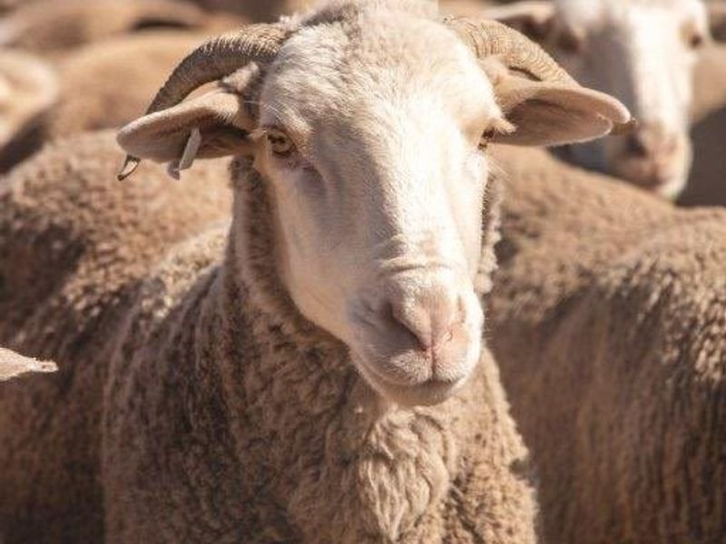 Victoria  West farm - 9130 ha - Photo 6