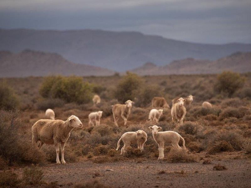 Victoria  West farm - 9130 ha - Photo 3