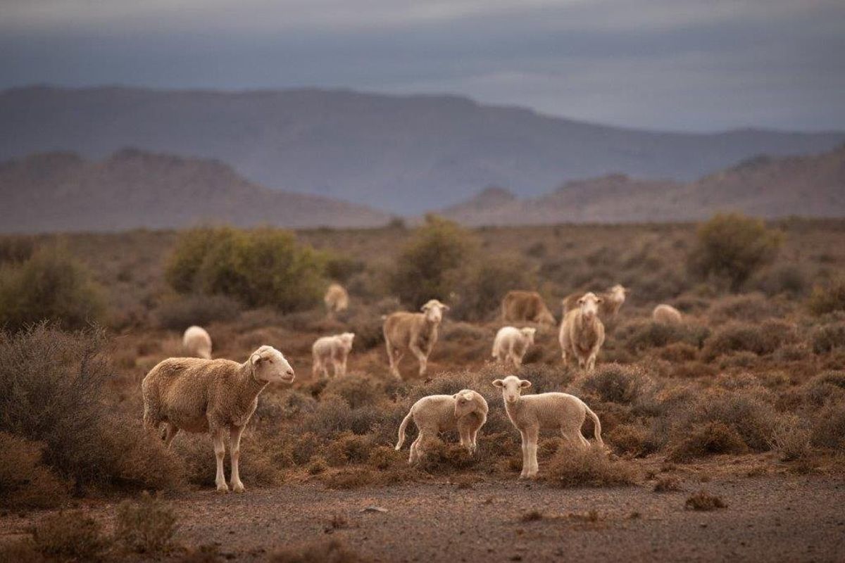 Victoria  West farm - 9130 ha - Photo 3