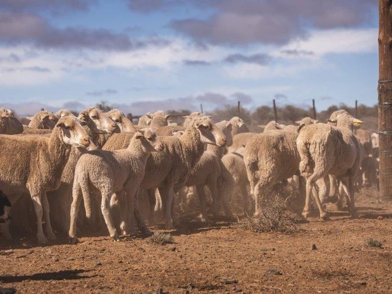 Victoria  West farm - 9130 ha - Photo 5