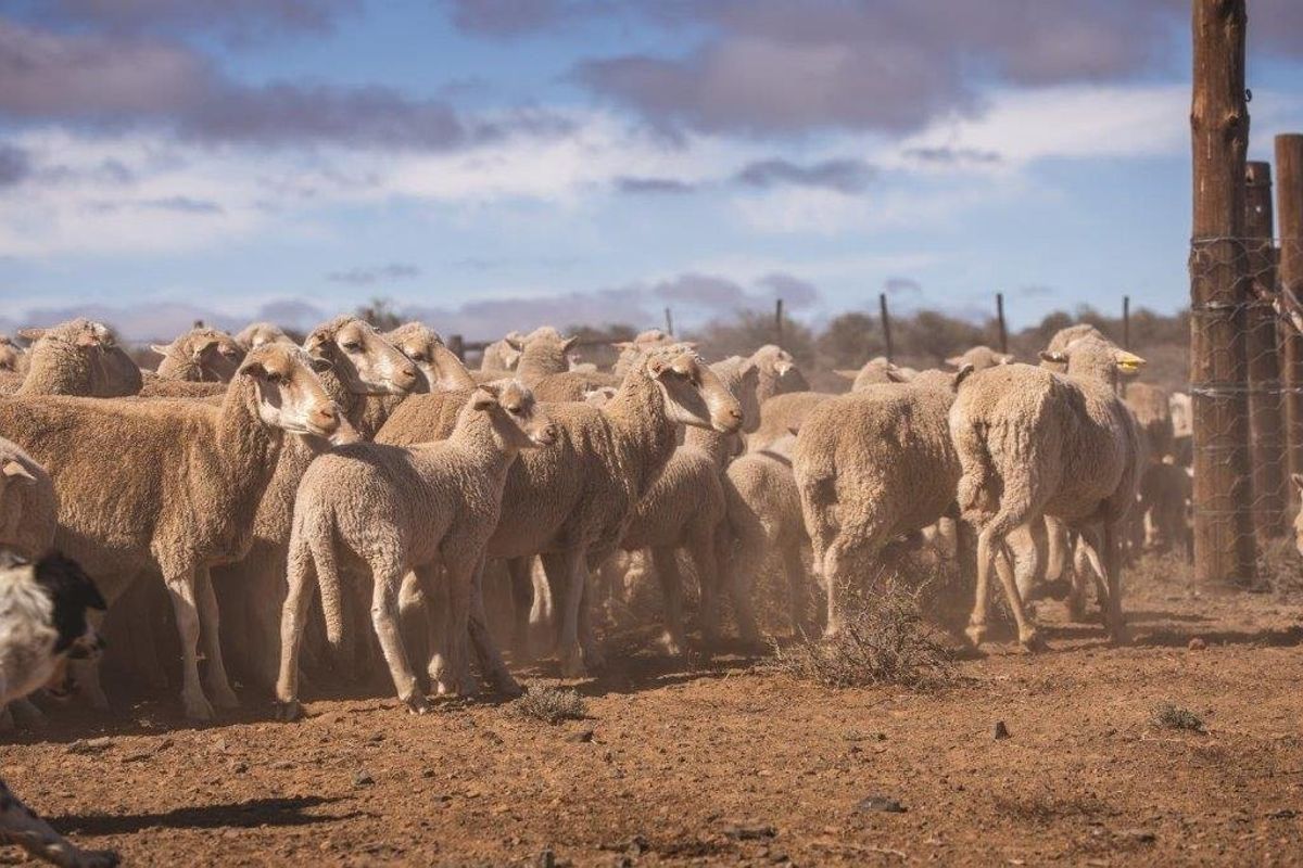 Victoria  West farm - 9130 ha - Photo 5