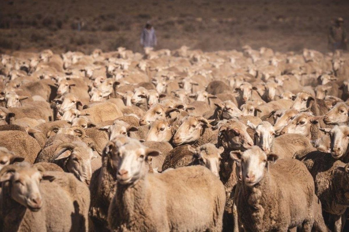 Victoria  West farm - 9130 ha - Photo 4