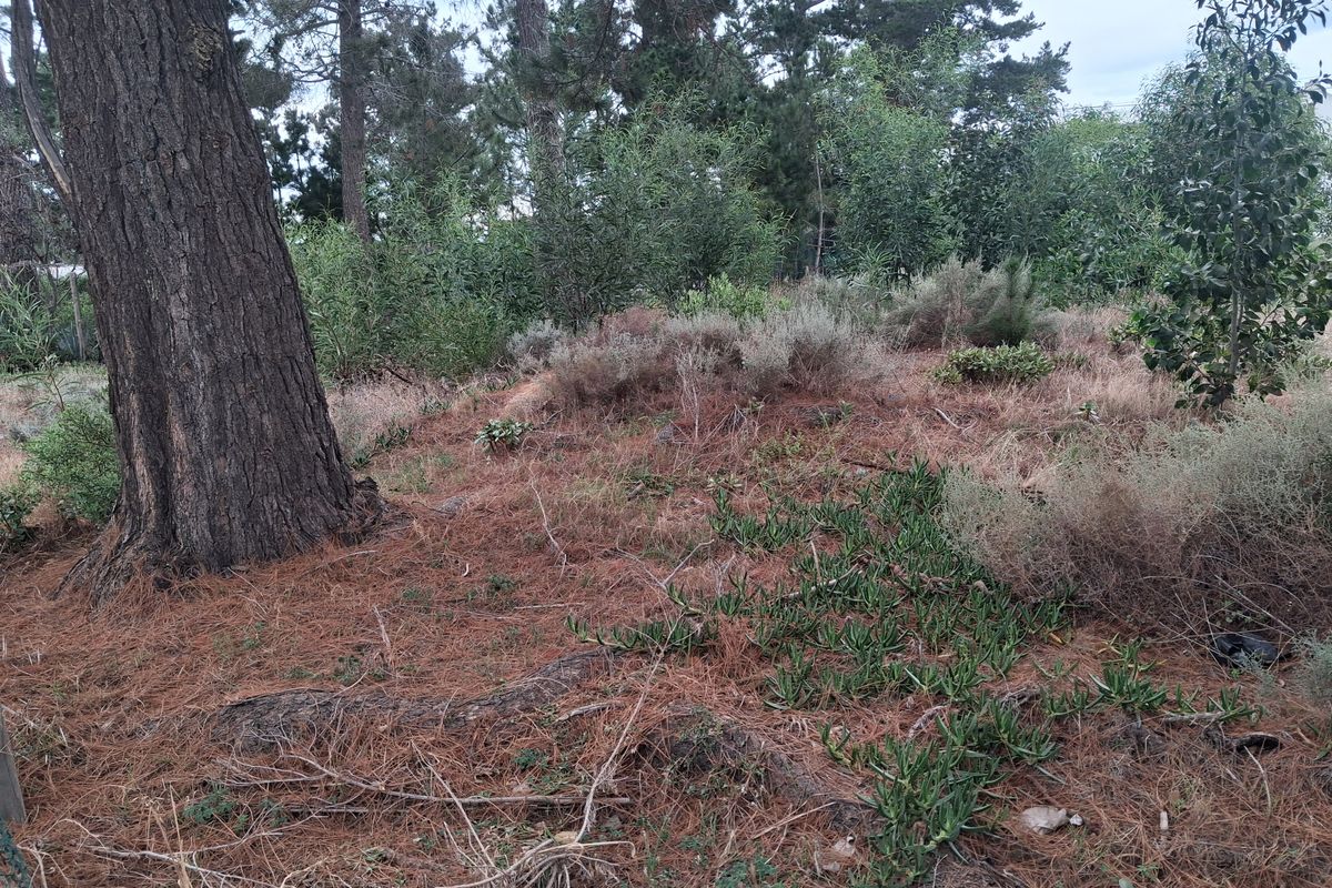 Level pretty quiet plot with trees - Photo 2