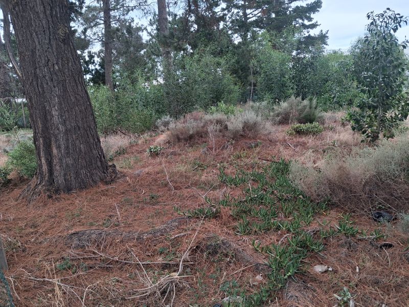Level pretty quiet plot with trees - Photo 2