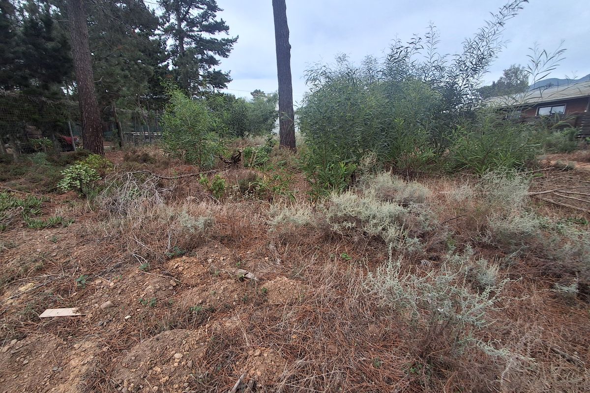 Level pretty quiet plot with trees - Photo 3