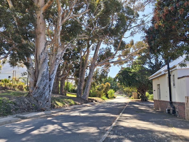 Level pretty quiet plot with trees - Photo 7