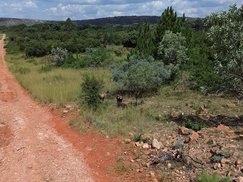 A scenic view of a rural dirt road winding through natural landscape with native trees, shrubs, and rocky terrain.