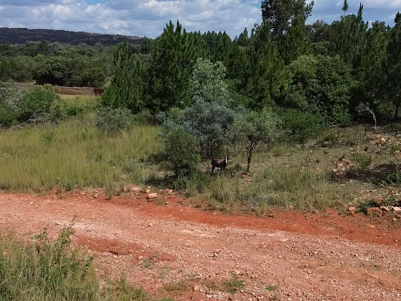 A scenic view of a vacant residential plot featuring natural vegetation, mature trees, and an unpaved access road.