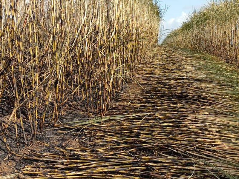 Farm For Sale In Empangeni - Photo 8