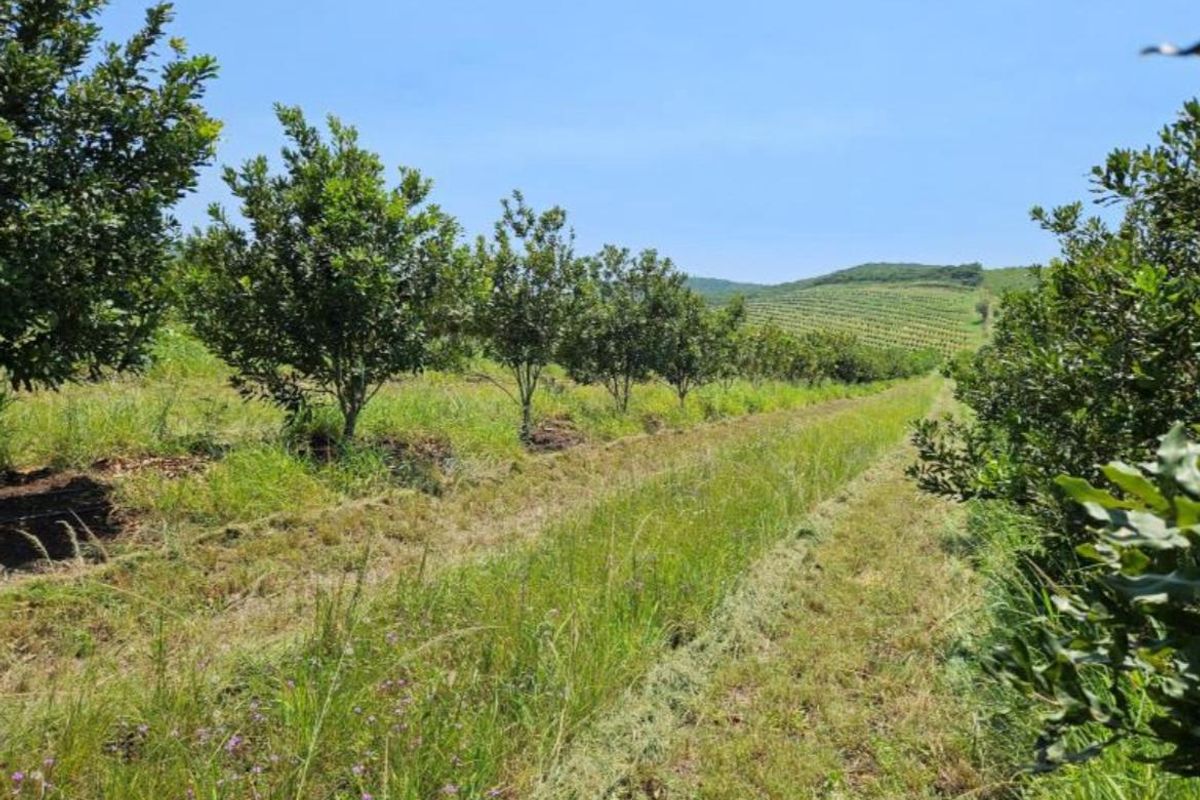 Farm For Sale In Empangeni - Photo 3