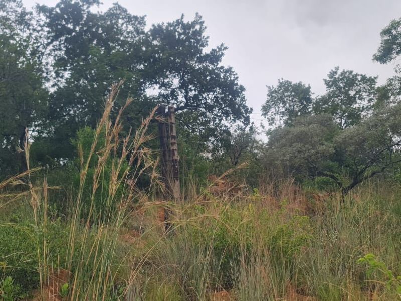 A view of a natural, undeveloped residential plot featuring mature trees, wild grasses, and existing boundary fencing posts.