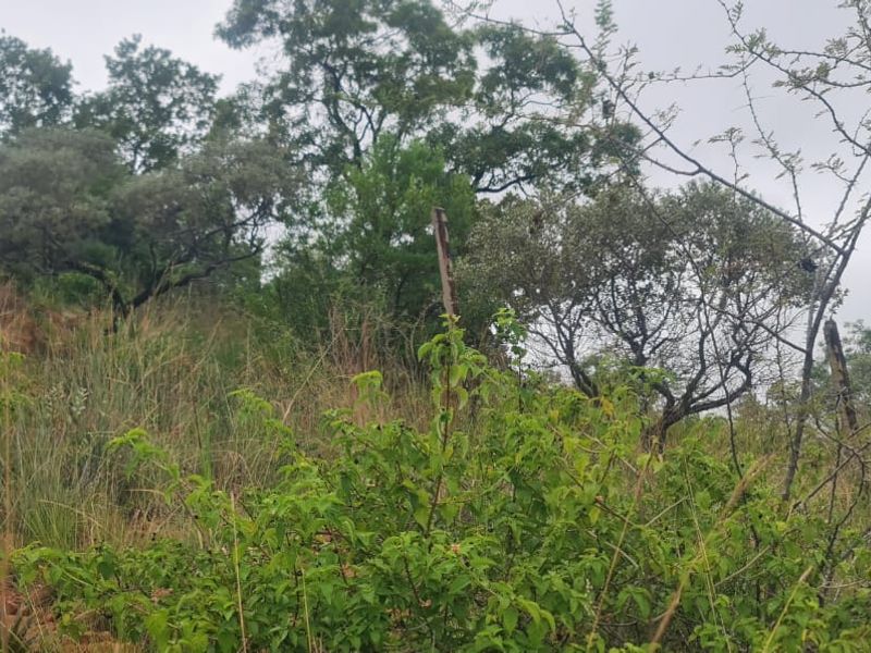 A view of the natural, undeveloped sloped land featuring native vegetation and mature trees.