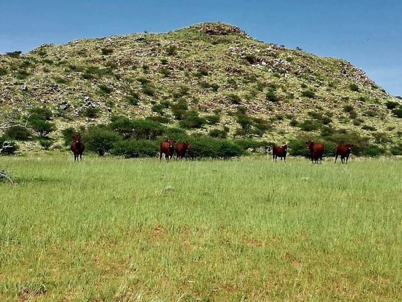 Vee- en Wildplaas - Photo 10