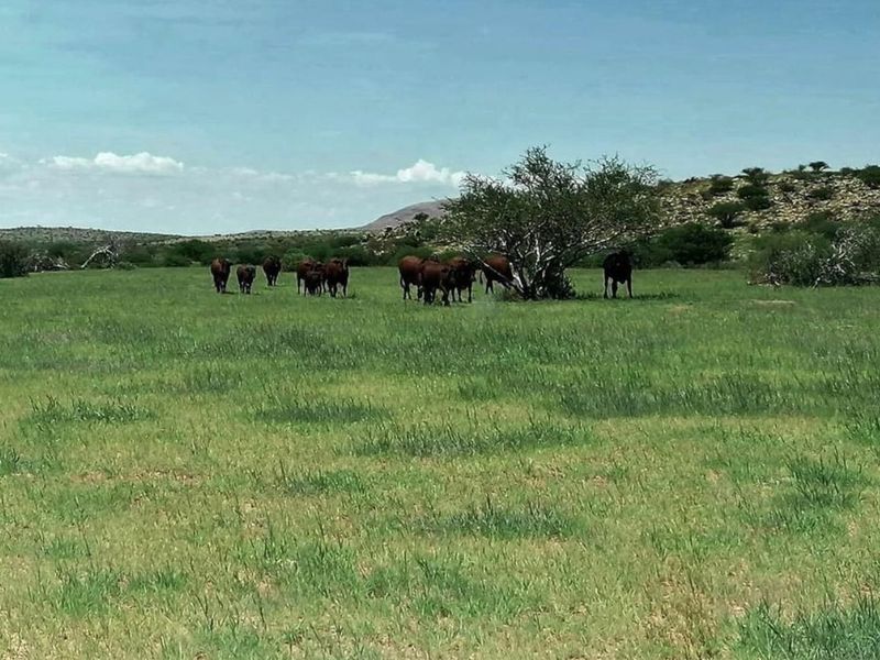 Vee- en Wildplaas - Photo 9