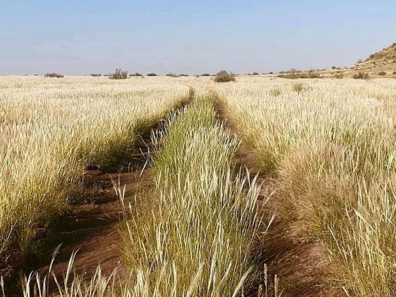 Vee- en Wildplaas - Photo 7