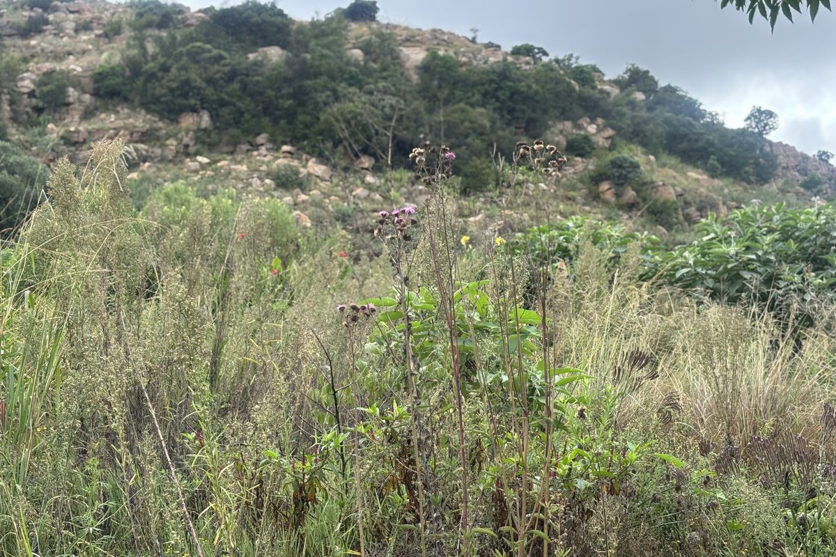 A scenic view of a natural, rocky hillside covered in wild vegetation and native shrubs.