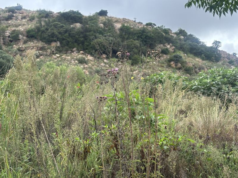A scenic view of a natural, rocky hillside covered in wild vegetation and native shrubs.