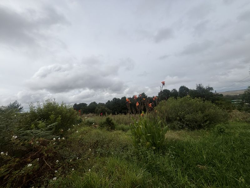 A view of the natural landscape and vegetation on the vacant residential land plot.