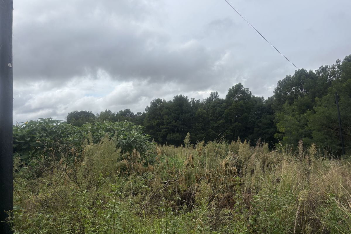 A view of an undeveloped residential plot featuring overgrown vegetation, mature trees, and existing utility infrastructure.