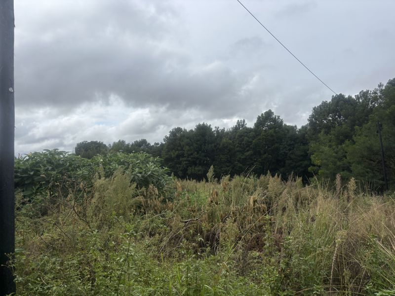 A view of an undeveloped residential plot featuring overgrown vegetation, mature trees, and existing utility infrastructure.