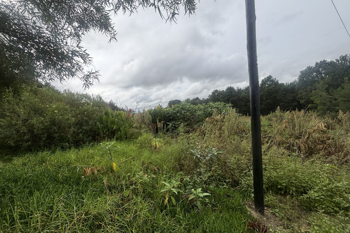 A view of an overgrown residential plot featuring natural vegetation and a utility pole.