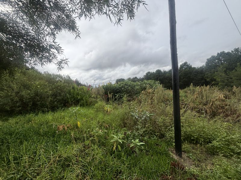 A view of an overgrown residential plot featuring natural vegetation and a utility pole.