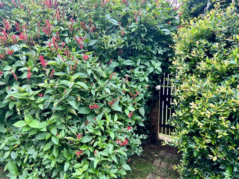 North-East Facing 3-Bedroom Home with Solar & Open-Plan Living in Waltdorf - Photo 3