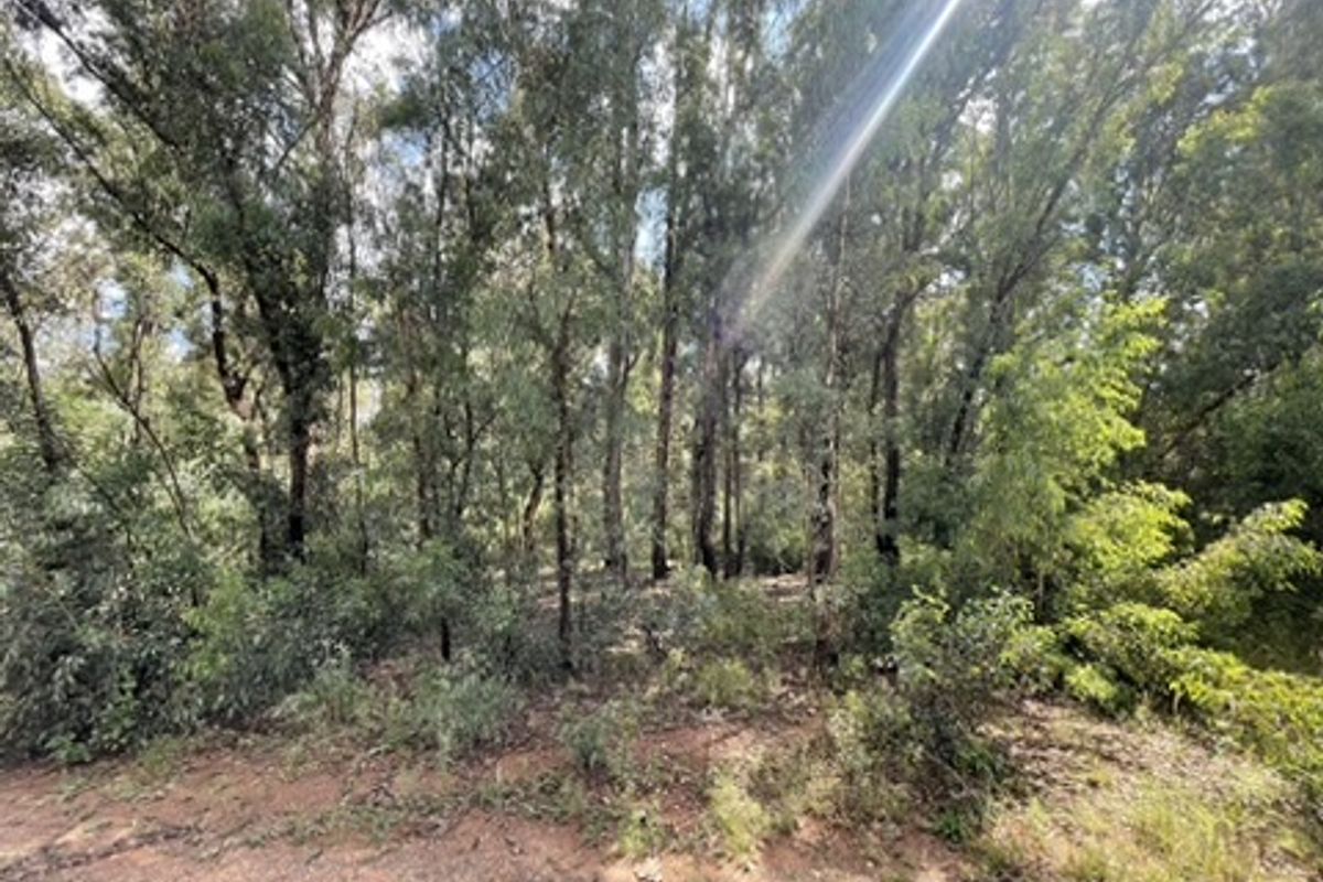 Love of Trees and Nature - Tranquility  - Own this Corner Stand Today!!! - Photo 4