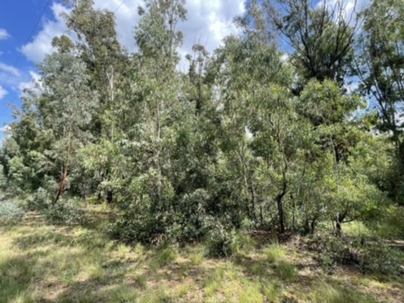 Love of Trees and Nature - Tranquility  - Own this Corner Stand Today!!! - Photo 9