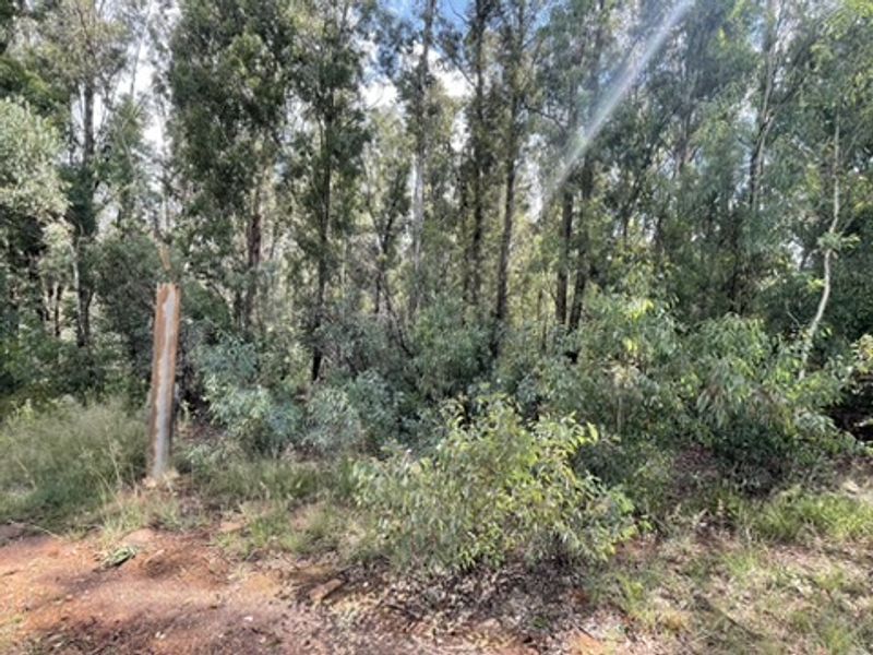 Love of Trees and Nature - Tranquility  - Own this Corner Stand Today!!! - Photo 6