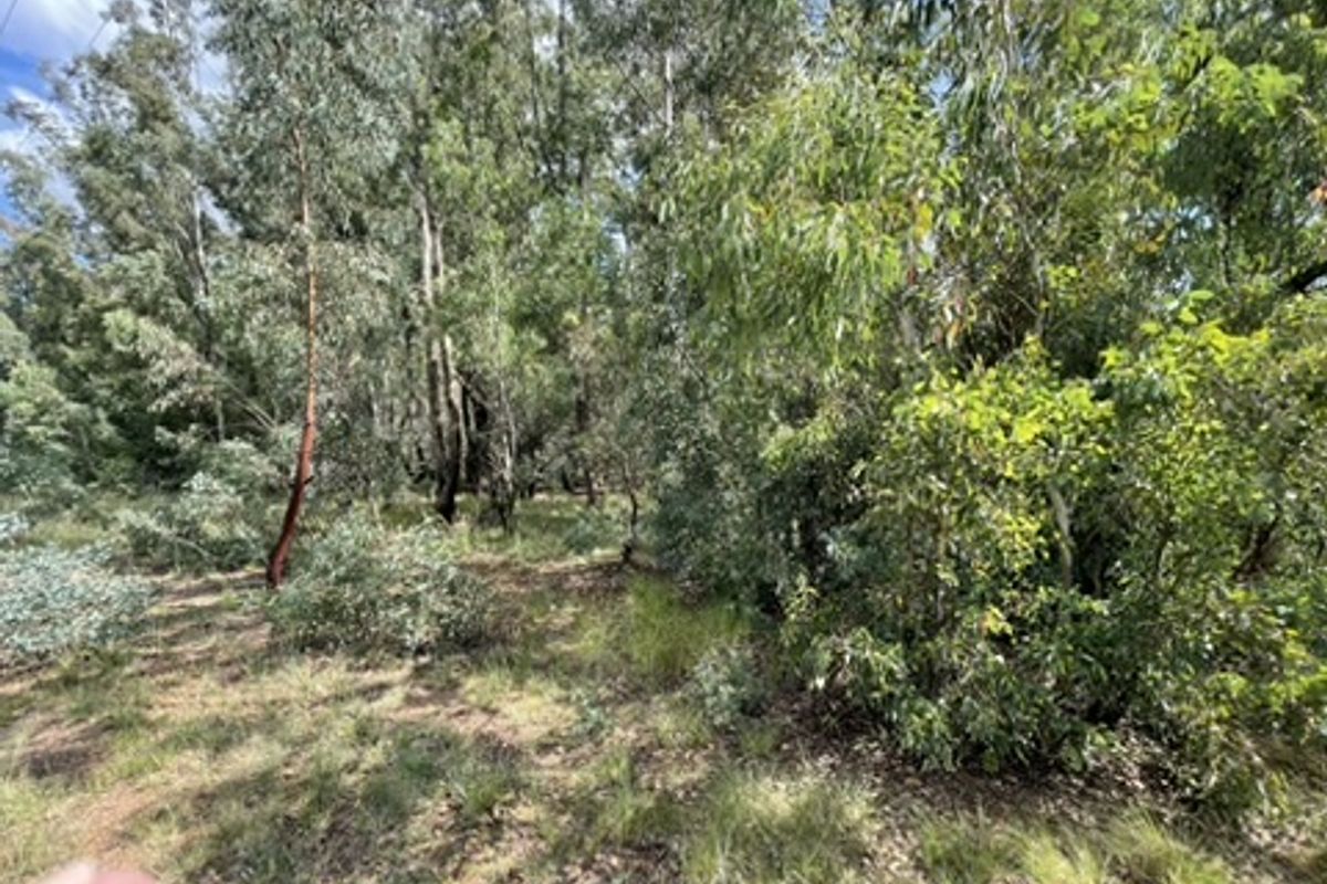 Love of Trees and Nature - Tranquility  - Own this Corner Stand Today!!! - Photo 5