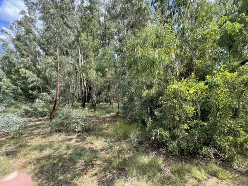 Love of Trees and Nature - Tranquility  - Own this Corner Stand Today!!! - Photo 5