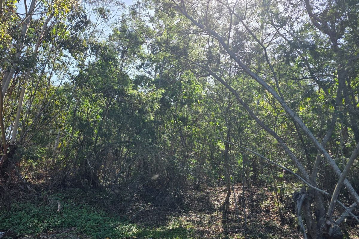 35 Hectares of Untouched Paradise with Panoramic Sedgefield & Ocean Views - Photo 4