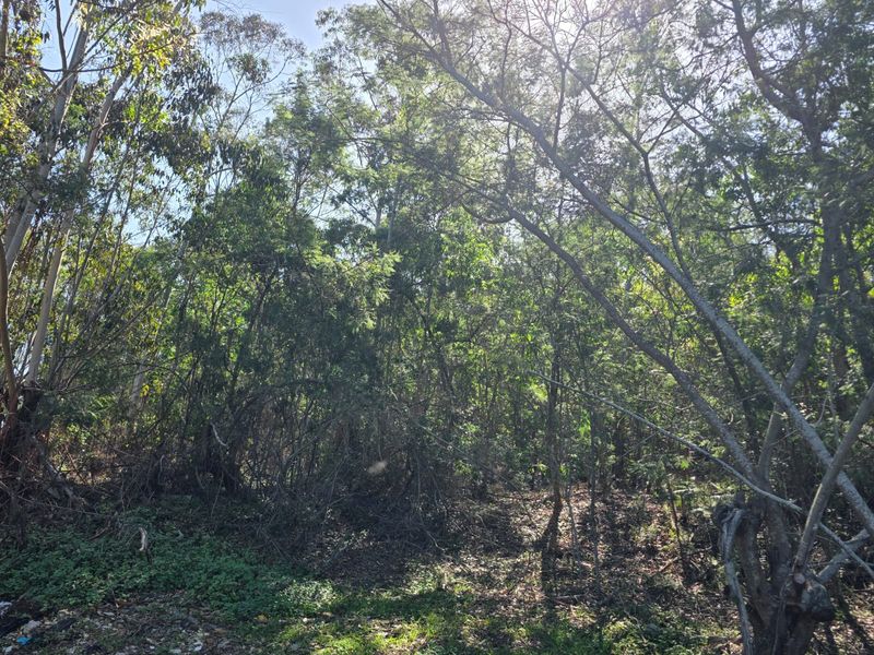 35 Hectares of Untouched Paradise with Panoramic Sedgefield & Ocean Views - Photo 4