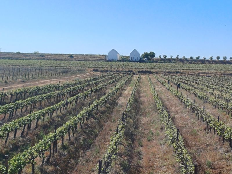 Vredendal: Discover Your Passion for Winemaking in the Heart of the Olifantsrivier Valley - Photo 3