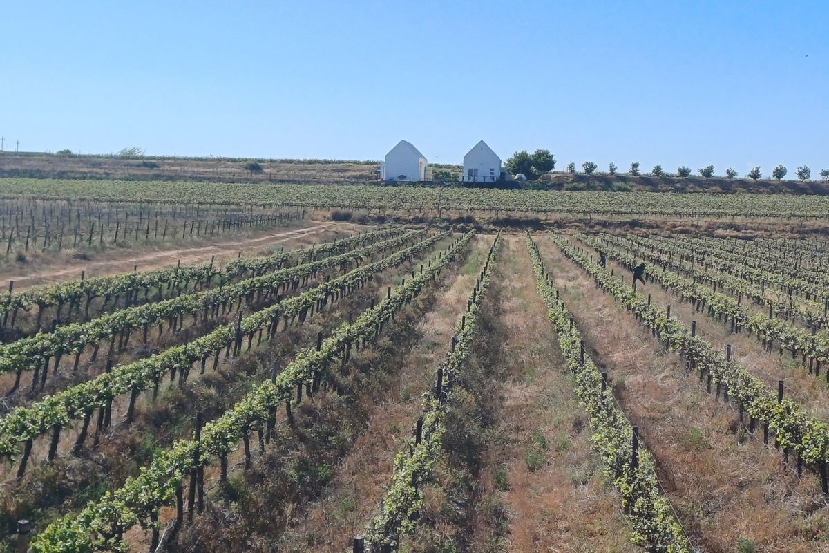 Vredendal: Discover Your Passion for Winemaking in the Heart of the Olifantsrivier Valley - Photo 3