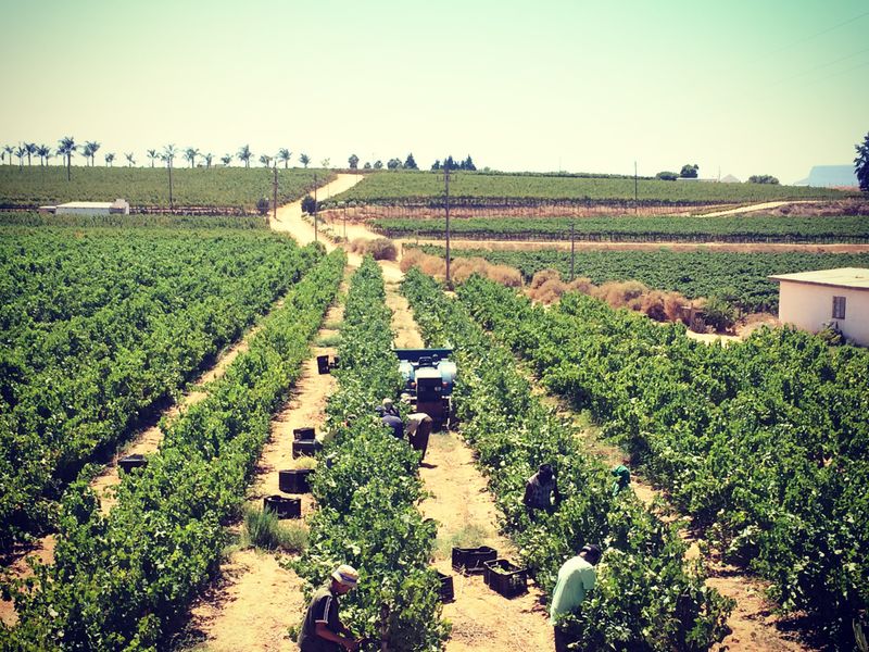 Vredendal: Discover Your Passion for Winemaking in the Heart of the Olifantsrivier Valley - Photo 2