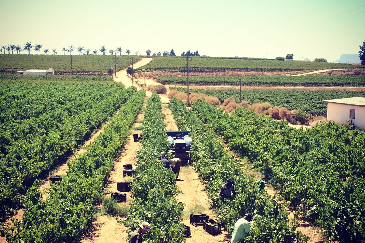 Vredendal: Discover Your Passion for Winemaking in the Heart of the Olifantsrivier Valley - Photo 2