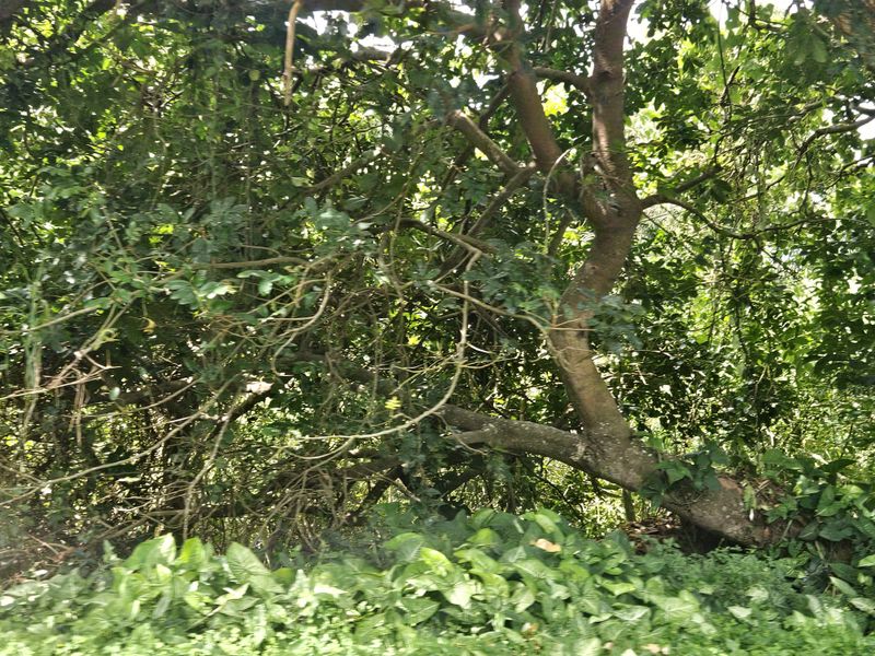 Prime Coastal Development Opportunity - Photo 10