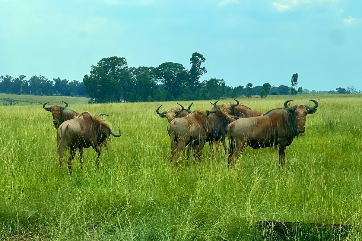 Premier Lifestyle & Investment Estate – 122ha Game Farm with Factories & Residence - Photo 2