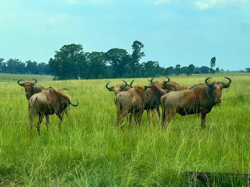 Premier Lifestyle & Investment Estate – 122ha Game Farm with Factories & Residence - Photo 2