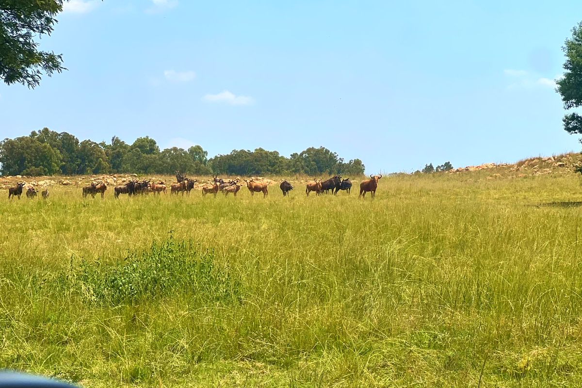 Premier Lifestyle & Investment Estate – 122ha Game Farm with Factories & Residence - Photo 4